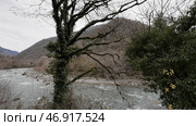 Tree trunk covered by ivy with green hills and fast cold river on the background. Стоковое фото, фотограф David Kashakhi / Фотобанк Лори