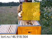 A beekeeper, a woman in a protective suit against bee stings, installs a separation grate in the hive. Beekeeping, care of the hive. Стоковое фото, фотограф Ольга Симонова / Фотобанк Лори