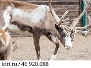 Portrait. A reindeer with beautiful antlers in a pen on a ranch, on an eco-farm or in a petting zoo. Animal husbandry. Love for animals. Стоковое фото, фотограф Photojuli / Фотобанк Лори