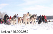 KAMCHATKA, YELIZOVO, RUSSIA - MAR, 2018: Kamchatka Sled Dog Racing. Редакционное фото, фотограф David Kashakhi / Фотобанк Лори