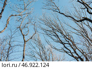 Ветки деревьев на фоне неба. Лиственный лес. Tree branches against the sky. Deciduous forest. Стоковое фото, фотограф Ольга Митряева / Фотобанк Лори