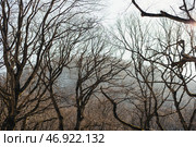 Ветки деревьев на фоне неба. Лиственный лес. Tree branches against the sky. Deciduous forest. Стоковое фото, фотограф Ольга Митряева / Фотобанк Лори