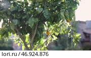 Sunlight Orange tree in orange farm. Стоковое фото, фотограф David Kashakhi / Фотобанк Лори