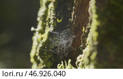 Large spiderweb , on a tree, on morning dew, with natural background, very solid cobweb. Стоковое фото, фотограф David Kashakhi / Фотобанк Лори