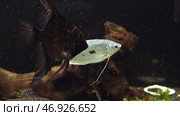 Fish in an aquarium, fish in an aquarium on a blue background. Стоковое фото, фотограф David Kashakhi / Фотобанк Лори