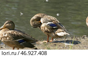 Ducks in the Green Park on a beautiful summer day. Стоковое фото, фотограф David Kashakhi / Фотобанк Лори