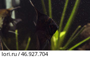 Fish in an aquarium, fish in an aquarium on a blue background. Стоковое фото, фотограф David Kashakhi / Фотобанк Лори