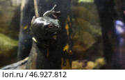The green frog in terrarium in the resort Vinpearl. Стоковое фото, фотограф David Kashakhi / Фотобанк Лори