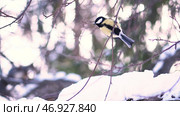 Close up for cute, yellow titmouse sitting on a snowy branch of a tree and then flying away over blurred background. Стоковое фото, фотограф David Kashakhi / Фотобанк Лори