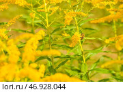 Allergy to pollen and plants. yellow Ambrosia flowers with warm sunlight on a sumer day. Insects are working on ragweed flowers. Стоковое фото, фотограф Ирина Старикова / Фотобанк Лори