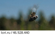 A big dark spider, made a thin big cobweb and sits in it. Стоковое фото, фотограф David Kashakhi / Фотобанк Лори