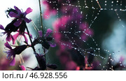 A small spider sits on its web next to a purple small orchid. Стоковое фото, фотограф David Kashakhi / Фотобанк Лори