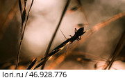Close-up of a beetle that walks on a thin stalk of grass. Стоковое фото, фотограф David Kashakhi / Фотобанк Лори