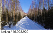 Leafless winter forest with high birches and Christmas trees with a snowy path. Стоковое фото, фотограф David Kashakhi / Фотобанк Лори