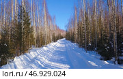 A white snowy road with elegant green fir trees and bircheswith blue sky . Стоковое фото, фотограф David Kashakhi / Фотобанк Лори