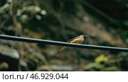The preatty yellow bird is looking for food while is weating for his couple. Стоковое фото, фотограф David Kashakhi / Фотобанк Лори