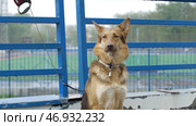 Beautiful brown dog chained outside in the yard. Стоковое фото, фотограф David Kashakhi / Фотобанк Лори