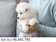 Женщина с милым щенком самоеда на диване у себя дома. Стоковое фото, фотограф Pixel_shot / Фотобанк Лори