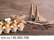 Тег со словом SEED и молодые растения в яичной скорлупе на деревянном фоне крупным планом. Стоковое фото, фотограф Pixel_shot / Фотобанк Лори