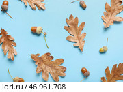 Сухие листья дуба и желуди на цветном фоне, крупным планом. Стоковое фото, фотограф Pixel_shot / Фотобанк Лори
