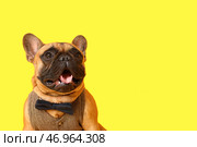 Милый модный французский бульдог на цветном фоне. Стоковое фото, фотограф Pixel_shot / Фотобанк Лори
