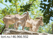 Барбари (Ammotragus lervia) в зоологическом саду. Стоковое фото, фотограф Pixel_shot / Фотобанк Лори