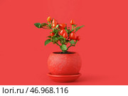 Перечное дерево в горшке на красном фоне. Стоковое фото, фотограф Pixel_shot / Фотобанк Лори