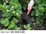 Gardening activities at a home garden with strawberry plants during springtime. Стоковое фото, фотограф Вербицкая Светлана / Фотобанк Лори
