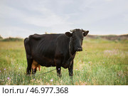 Дойная корова пасется на зеленом поле. Стоковое фото, фотограф Pixel_shot / Фотобанк Лори