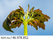 Aphids on a leaf, a pest and parasite of the garden, spoils the leaves of plants, reduces productivity. Стоковое фото, фотограф Андрей Бакусов / Фотобанк Лори