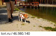 Playful young dog waking with owner by the small pond. Стоковое фото, фотограф David Kashakhi / Фотобанк Лори