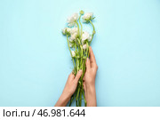 Женские руки с красивыми цветами ранункулюса на цветном фоне, крупным планом. Стоковое фото, фотограф Pixel_shot / Фотобанк Лори