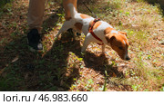Stock footage.Dog stands and sniffs grass in forest on sunny summer day. Стоковое фото, фотограф David Kashakhi / Фотобанк Лори