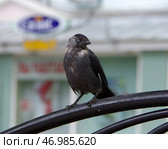 Галка в городе на металлической конструкции. Йошкар-Ола, Марий Эл. Стоковое фото, фотограф Алексей Иванов / Фотобанк Лори