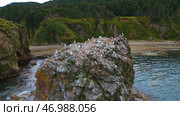 Flocks of seagulls on sea rocks off coast of wild island. Стоковое фото, фотограф David Kashakhi / Фотобанк Лори