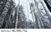 Beautiful frosty morning and birch trees. Стоковое фото, фотограф David Kashakhi / Фотобанк Лори
