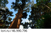 Sequoia massive green trees on a summer sunny day. Стоковое фото, фотограф David Kashakhi / Фотобанк Лори