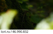 Natural background with green nature and lizard. Стоковое фото, фотограф David Kashakhi / Фотобанк Лори