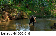 Beautiful playful elephant bathing in the river. Стоковое фото, фотограф David Kashakhi / Фотобанк Лори