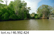 First person view from the boat floating on the river through mangroves in the wild tropical rainforest. Стоковое фото, фотограф David Kashakhi / Фотобанк Лори