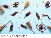 Хэллоуинская композиция с конфетными насекомыми, метлами и тыквами на голубом фоне. Стоковое фото, фотограф Pixel_shot / Фотобанк Лори