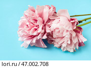 Расцветающие пионы на голубом фоне. Стоковое фото, фотограф Pixel_shot / Фотобанк Лори