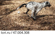 A man enjoys nature with his dalmatian, playing joyfully in the woods. Стоковое фото, фотограф David Kashakhi / Фотобанк Лори