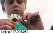 Divination and superstition on chamomile petals. Стоковое фото, фотограф David Kashakhi / Фотобанк Лори