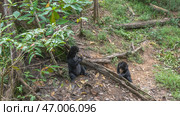 Two biruangs are feeding in the Bornean Sun Bear Conservation Centre. Endemic animals eat fruits laid out on the ground at the roots of trees. Black fur, orange muzzles, paws with claws are visible. Стоковое фото, фотограф Вера Ивановна Кубарева / Фотобанк Лори