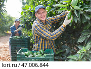 Positive gardener picking avocados from green leafy tree. Стоковое фото, фотограф Яков Филимонов / Фотобанк Лори