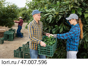 Smiling farmers picking avocados in fruit farm. Стоковое фото, фотограф Яков Филимонов / Фотобанк Лори