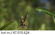 Spider fights with butterfly in summer meadow. Стоковое фото, фотограф David Kashakhi / Фотобанк Лори