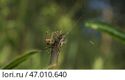 Spider fights with butterfly in summer meadow. Стоковое фото, фотограф David Kashakhi / Фотобанк Лори