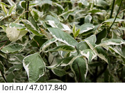 Siberian dogwood shrub. White ivory halo turf plant. Background from herbal leaves. Garden shrub euonymus. Natural headpiece made of carved leaves. Back picture for writing text. Стоковое фото, фотограф Ирина Михайличенко / Фотобанк Лори